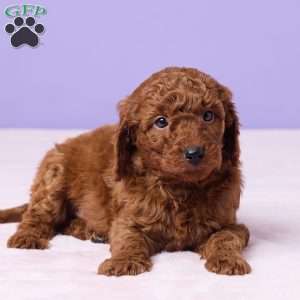 Milo, Miniature Poodle Puppy